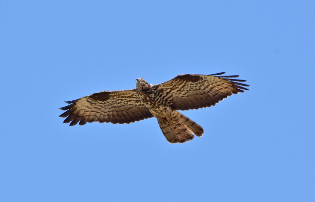 European Honey Buzzard female subadult post breeding, Flight