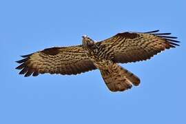 European Honey Buzzard