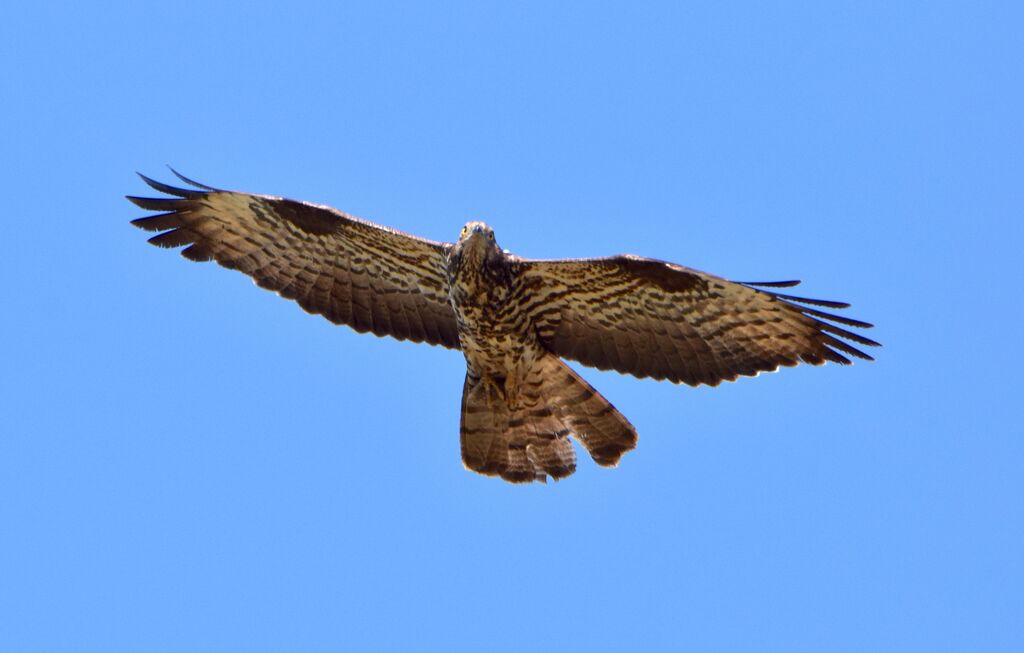 European Honey Buzzard female subadult post breeding, Flight