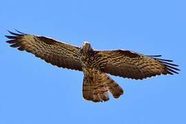 European Honey Buzzard