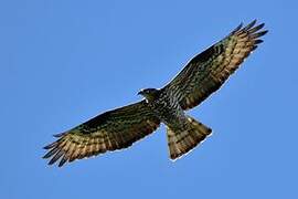 European Honey Buzzard