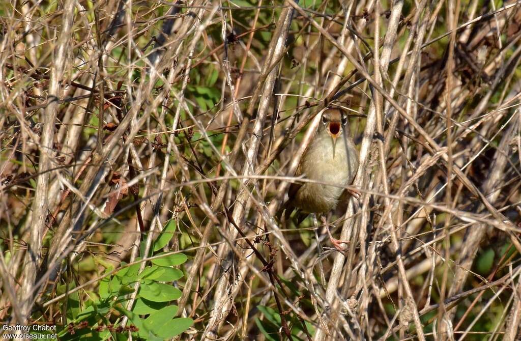 Bouscarle de Cetti mâle adulte internuptial, habitat, camouflage