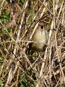 Cetti's Warbler