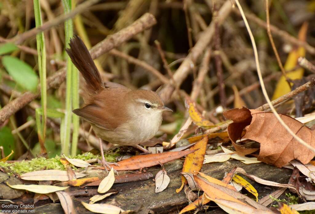 Cetti's Warbleradult, habitat