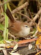 Cetti's Warbler