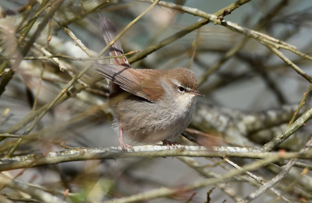 Cetti's Warbleradult breeding, identification