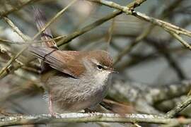 Cetti's Warbler