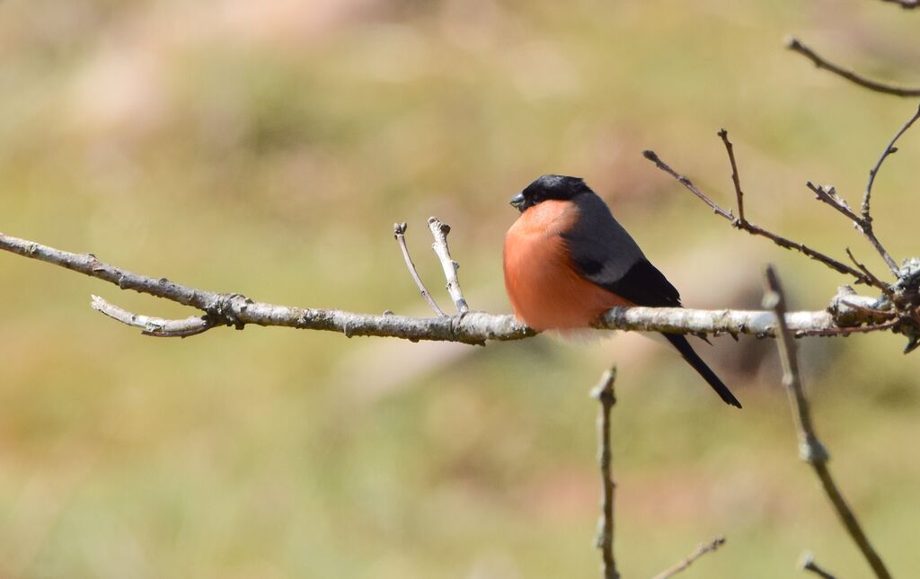 Eurasian Bullfinch male adult post breeding, identification