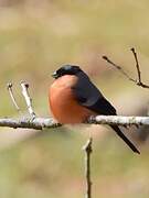 Eurasian Bullfinch