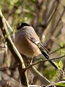 Eurasian Bullfinch