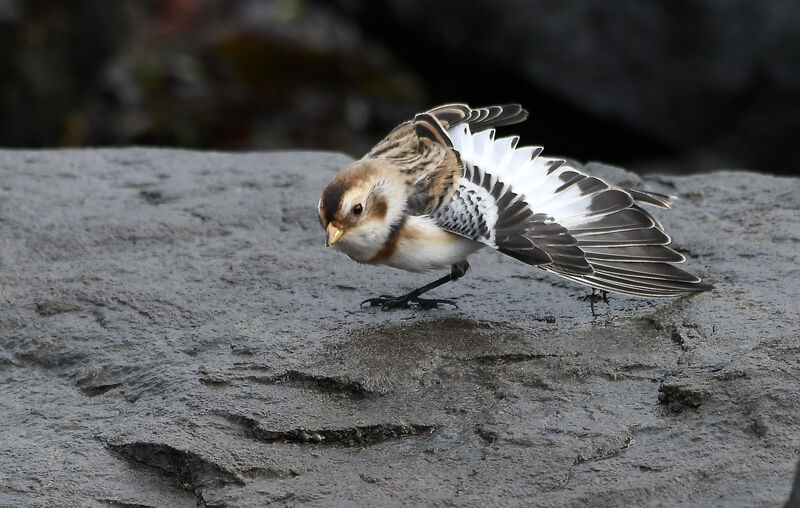 Snow Bunting male adult post breeding, identification, moulting, walking