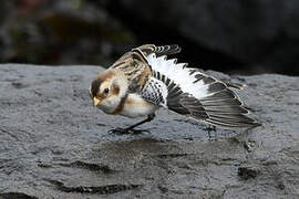 Snow Bunting