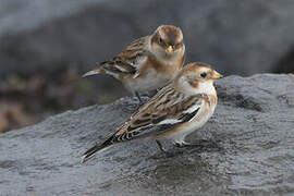 Snow Bunting