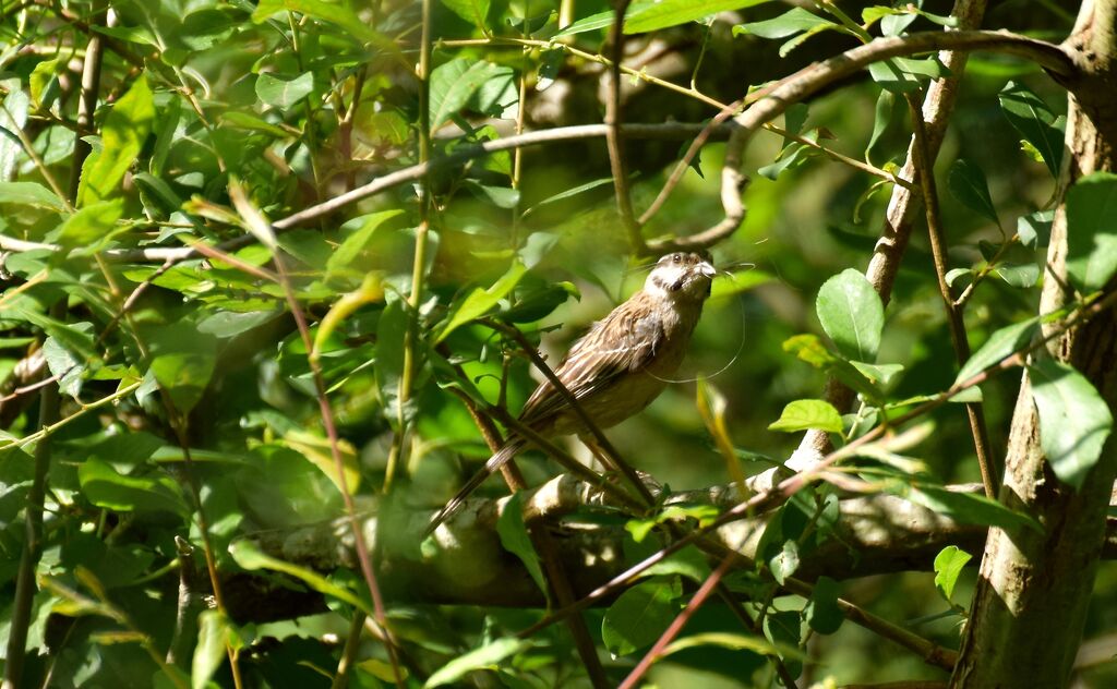 Rock Bunting female adult breeding, Reproduction-nesting