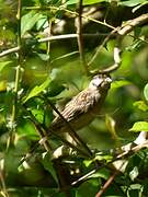 Rock Bunting