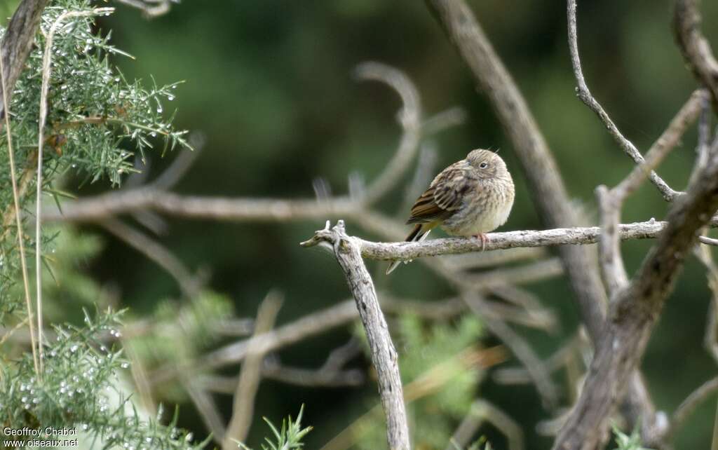 Bruant foujuvénile, identification