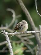 Rock Bunting