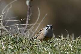 Rock Bunting