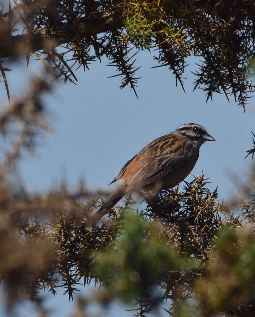 Rock Bunting male adult post breeding, identification