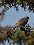 Rock Bunting