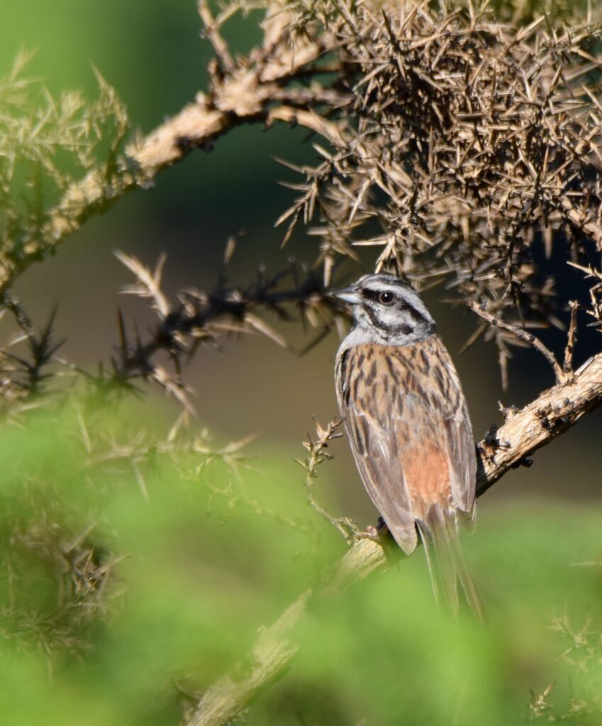 Rock Bunting male adult post breeding, identification