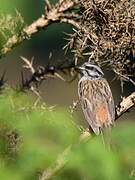 Rock Bunting