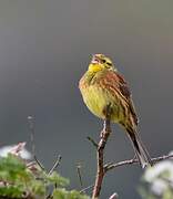 Yellowhammer