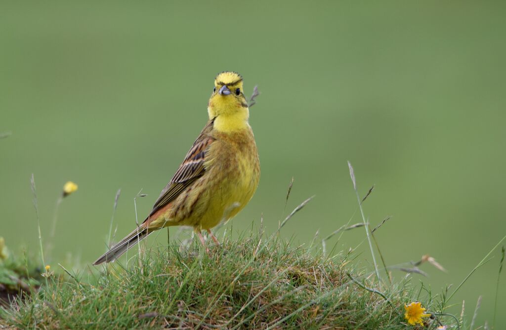 Bruant jaune mâle adulte nuptial, identification