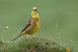 Yellowhammer