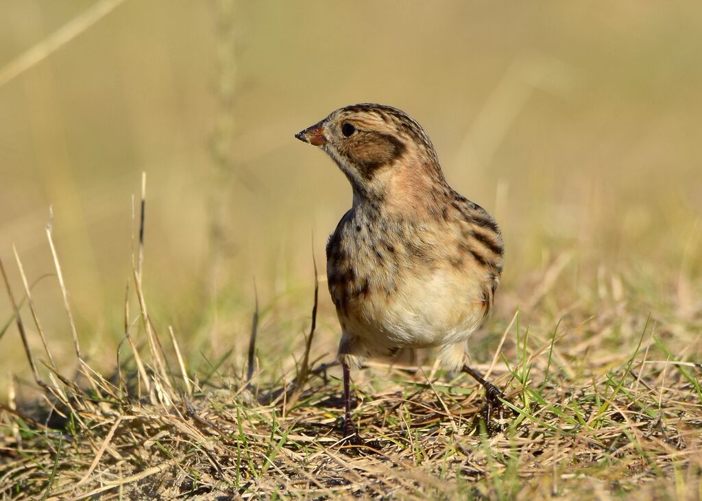 Lapland Longspur