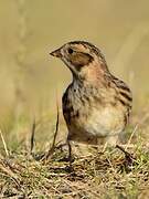 Lapland Longspur