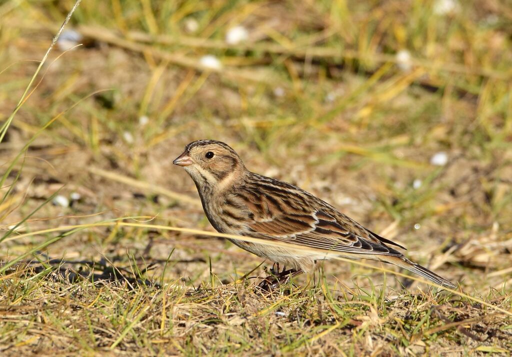 Lapland Longspur