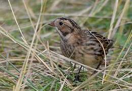 Lapland Longspur