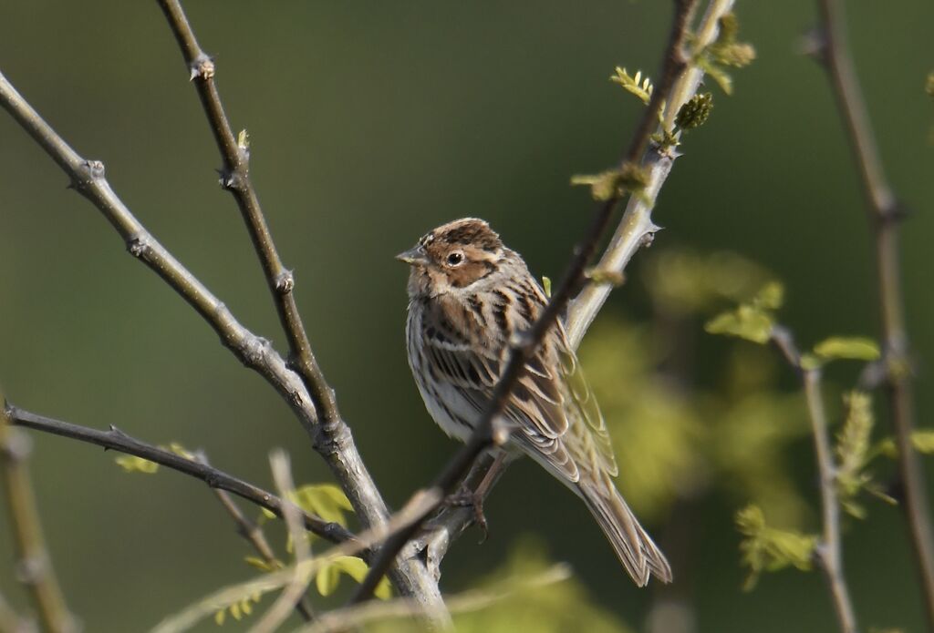 Little Buntingadult breeding, identification