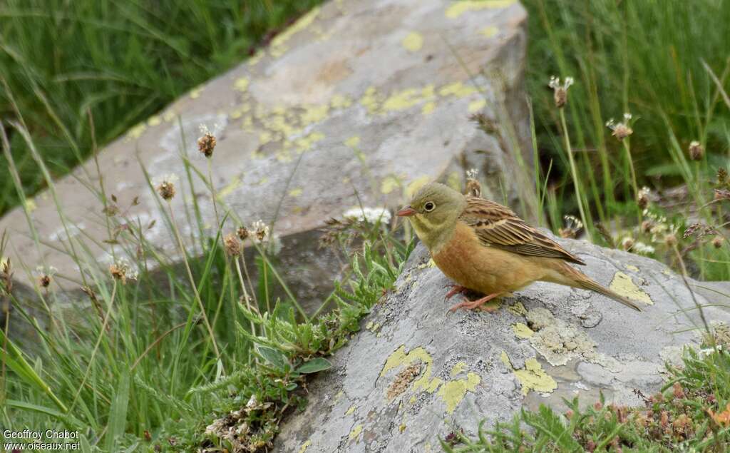 Bruant ortolan mâle adulte nuptial, identification