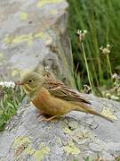 Ortolan Bunting