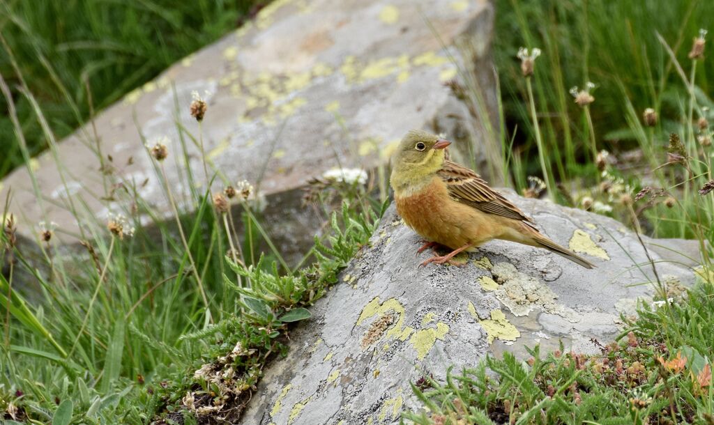 Bruant ortolanadulte nuptial, identification