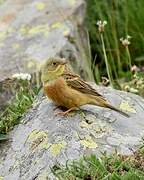 Ortolan Bunting