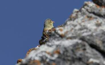 Bruant ortolan