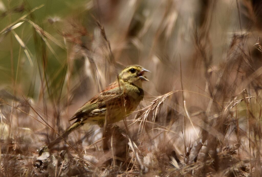 Cirl Bunting male adult breeding, identification, song