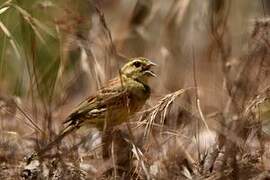 Cirl Bunting