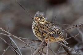 Cirl Bunting