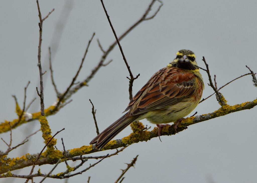 Cirl Bunting male adult breeding, identification