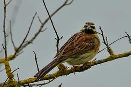 Cirl Bunting