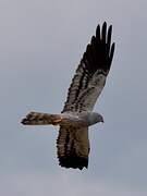 Montagu's Harrier