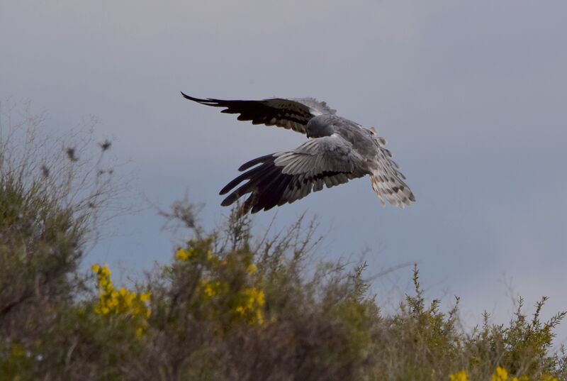 Montagu's Harrier male adult breeding, identification, Flight, fishing/hunting