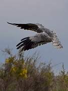 Montagu's Harrier