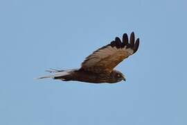 Western Marsh Harrier