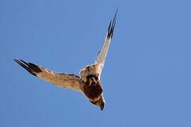 Western Marsh Harrier