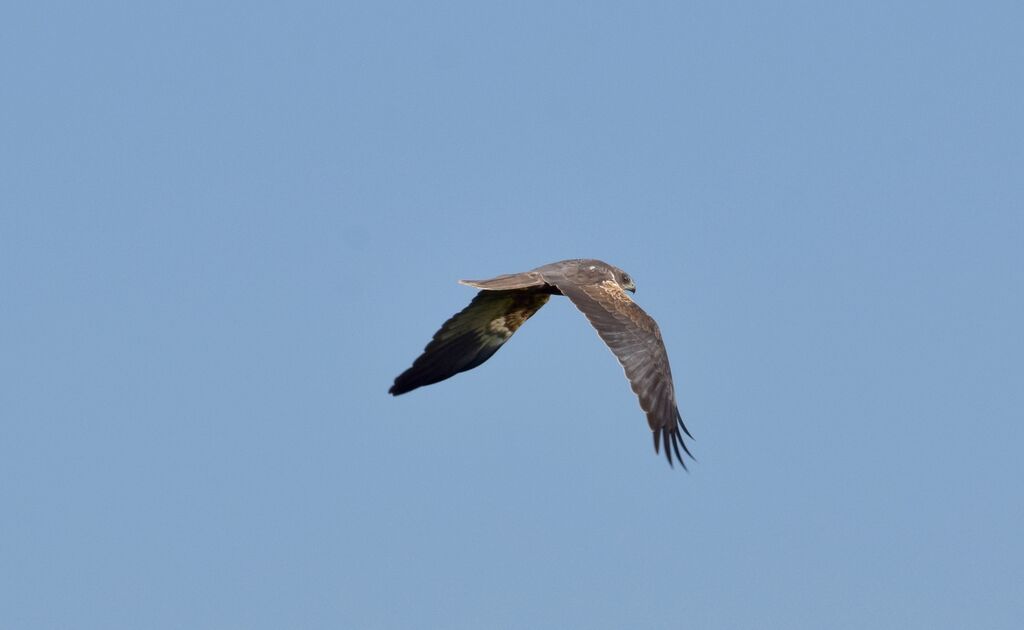 Western Marsh Harrier male immature, Flight